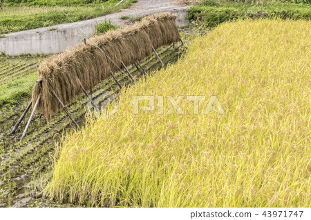 Rice field 43971747