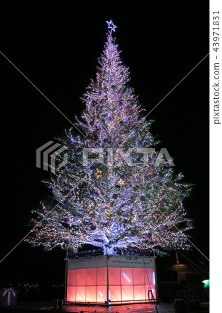 Christmas tree  43971831