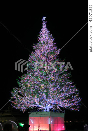 Christmas tree  43971832