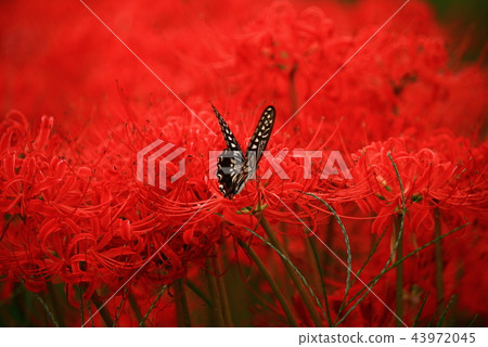 Cluster amaryllis Cluster amaryllis 43972045