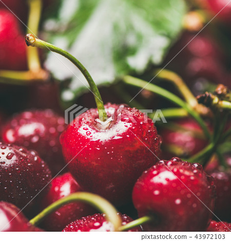 Fresh wet sweet cherries texture, wallpaper and background, square crop Fresh wet sweet cherries texture, wallpaper and background, square crop 43972103