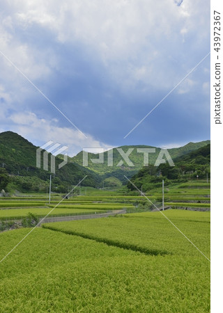 [長崎縣平戶市]世界遺產春日村梯田 43972367