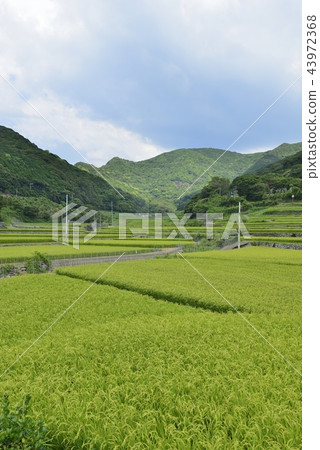 [長崎縣平戶市]世界遺產春日村梯田 43972368