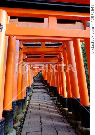 Fushimi Inari Shrine  43972648