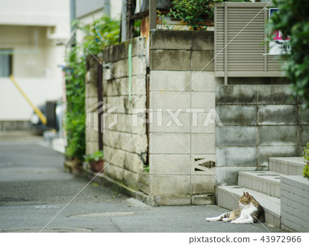 Wolf cat Wolf cat 43972966