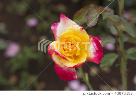 Arao City Ominous Citizen Flower Bed Rose Flower, 43973192