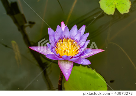 Blue Lotus Flower Flower lotus nature summer green Blue Lotus Flower Flower lotus nature summer green 43973272
