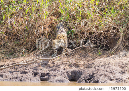 Jaguar from Pantanal, Brazil 43973300
