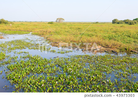 Beautiful Pantanal landscape, South America,Brazil 43973303