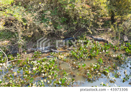 Beautiful Pantanal landscape, South America,Brazil 43973306