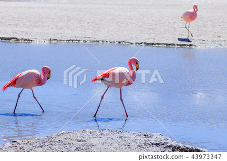 Laguna Hedionda flamingos, Bolivia 43973347