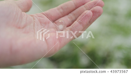 closeup pov male hand holding hailstones after hailstorm 43973567