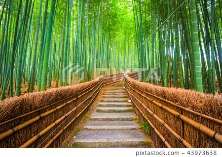 Kyoto, Japan Bamboo Forest Kyoto, Japan Bamboo Forest 43973638