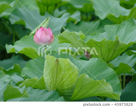 一朵蓮花 一朵蓮花 43973828