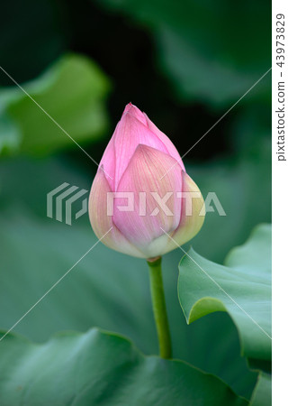 一朵蓮花 43973829