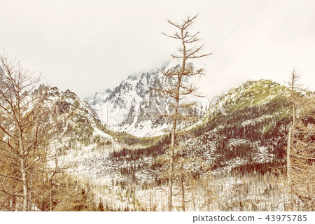 Spruce forest after natural disaster, High Tatras Spruce forest after natural disaster, High Tatras 43975785