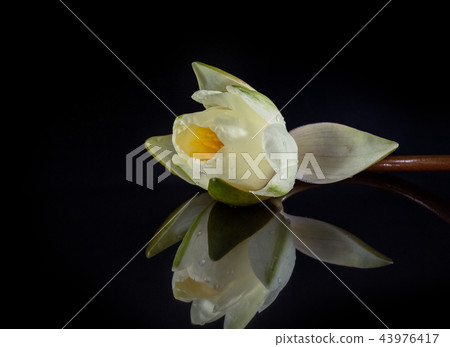 White-yellow water lily White-yellow water lily 43976417