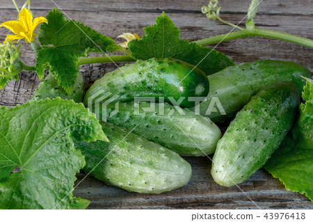 Fresh cucumbers on a wooden background Fresh cucumbers on a wooden background 43976418