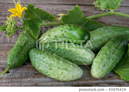 Fresh cucumbers on a wooden background Fresh cucumbers on a wooden background 43976419