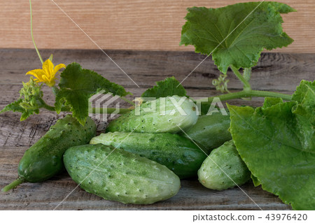 Fresh cucumbers on a wooden background Fresh cucumbers on a wooden background 43976420