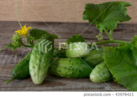 Fresh cucumbers on a wooden background Fresh cucumbers on a wooden background 43976421