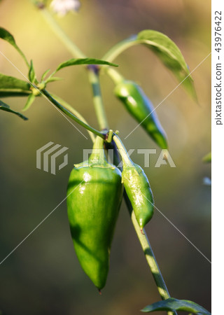 Green jalapeno hot pepper in garden closeup Green jalapeno hot pepper in garden closeup 43976422