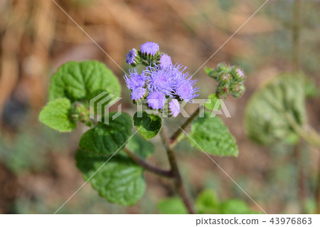 Blue flossflower Blue flossflower 43976863