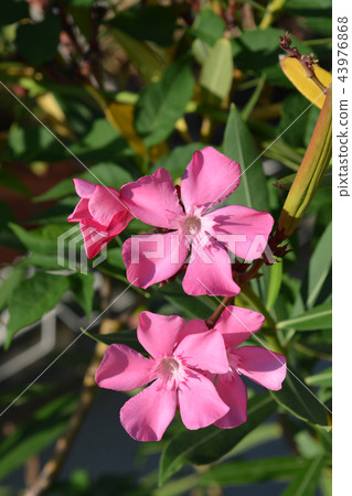 Common oleander Common oleander 43976868