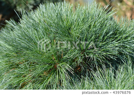 White pine Radiata 43976876