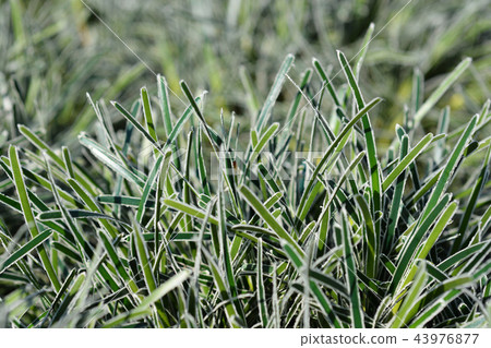 Ficinia Ice Crystal grass 43976877