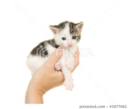 Single hand holding a three weeks old baby cat 43977062