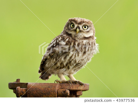 Juvenile little owl perching on a metal post Juvenile little owl perching on a metal post 43977536