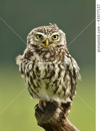 Little Owl perching on a post Little Owl perching on a post 43977537