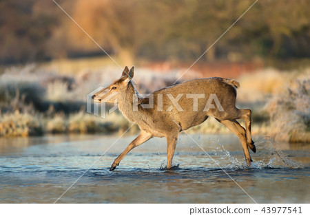 Red deer hind crossing a stream of water 43977541