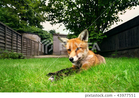 Red fox lying on the grass in summer 43977551