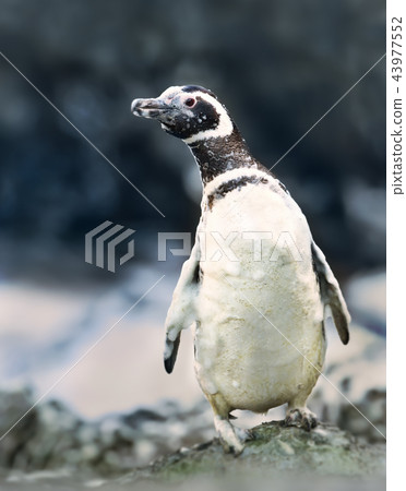 Magellanic penguin covered in foamy ocean water 43977552