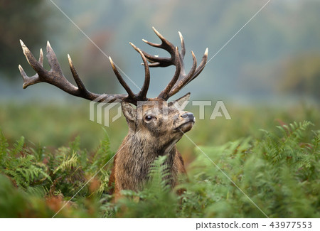 Portrait of a red deer stag Portrait of a red deer stag 43977553