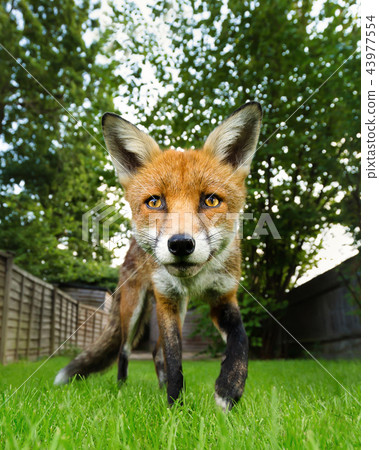 Portrait of a Red fox in the back garden 43977554