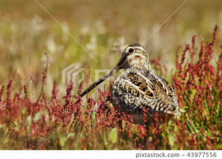 Close up of a snipe in wetlands 43977556