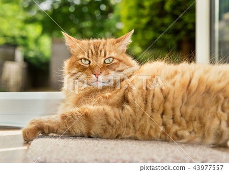 Close-up of a cat lying next to a patio door l 43977557