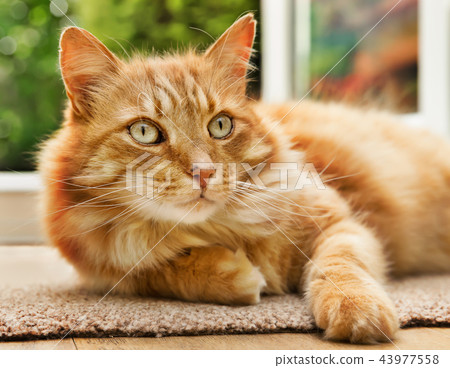 Close-up of a cat lying  next to a patio door 43977558