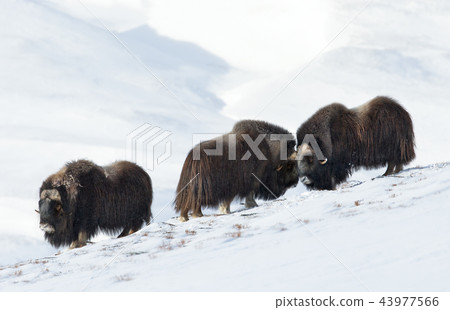 Three male Musk Oxen standing in snowy mountains Three male Musk Oxen standing in snowy mountains 43977566