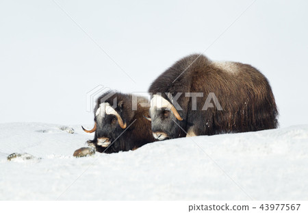 Two young Musk Oxen lying in snowy mountains Two young Musk Oxen lying in snowy mountains 43977567