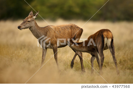 Red deer hind feeding her calf 43977568