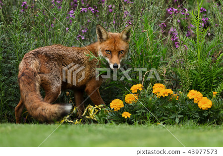 Red fox standing in the garden with flowers Red fox standing in the garden with flowers 43977573