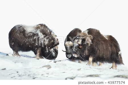 Male musk oxen in the mountains in winter Male musk oxen in the mountains in winter 43977574
