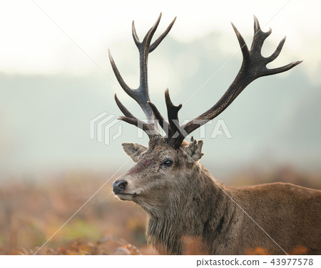 Portrait of red deer stag injured during the rut 43977578