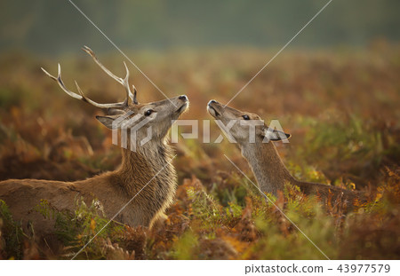 Red deer stag with a hind 43977579