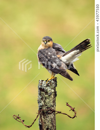 Eurasian Sparrowhawk preening on a wooden post 43977580