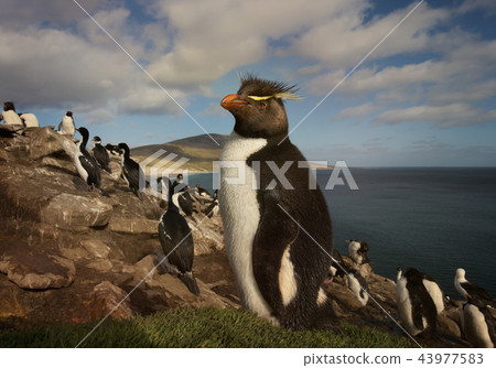Close up of a Rockhopper penguin in the rookery 43977583